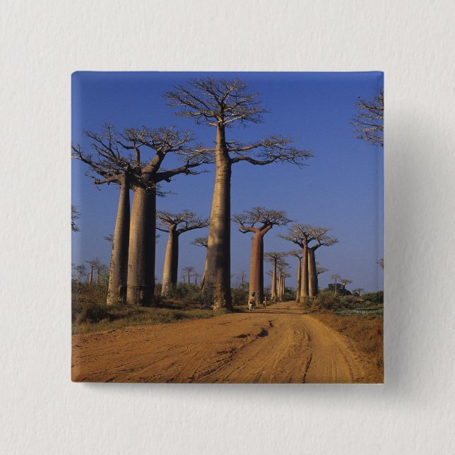 Africa, Madagascar, Morondava, Baobab Avenue. 15 Cm Square Badge (Front)