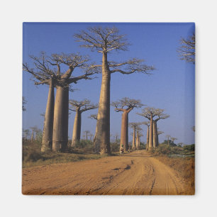 Africa, Madagascar, Morondava, Baobab Avenue. Magnet