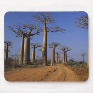 Africa, Madagascar, Morondava, Baobab Avenue. Mouse Mat