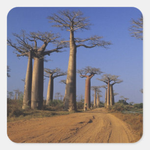 Africa, Madagascar, Morondava, Baobab Avenue. Square Sticker