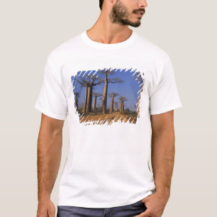 Africa, Madagascar, Morondava, Baobab Avenue. T-Shirt