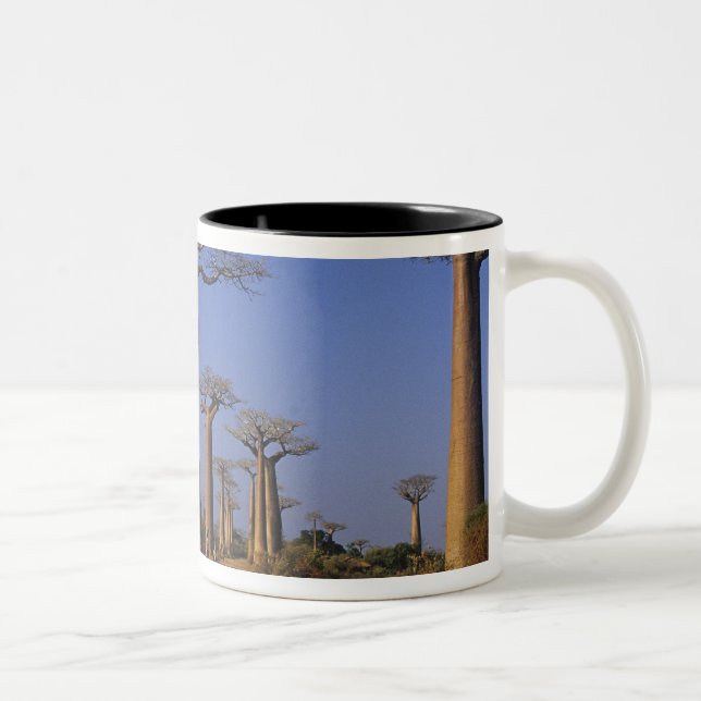 Africa, Madagascar, Morondava, Baobab Avenue. Two-Tone Coffee Mug (Right)