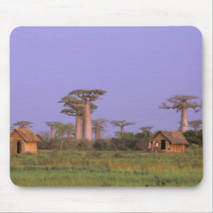 Africa, Madagascar, Morondava. Baobabs Mouse Mat