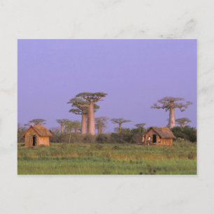 Africa, Madagascar, Morondava. Baobabs Postcard