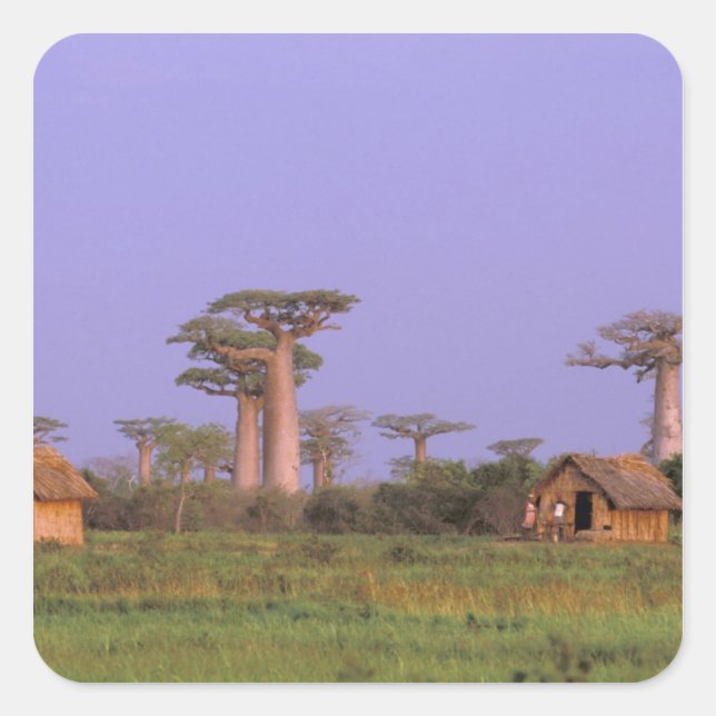 Africa, Madagascar, Morondava. Baobabs Square Sticker (Front)