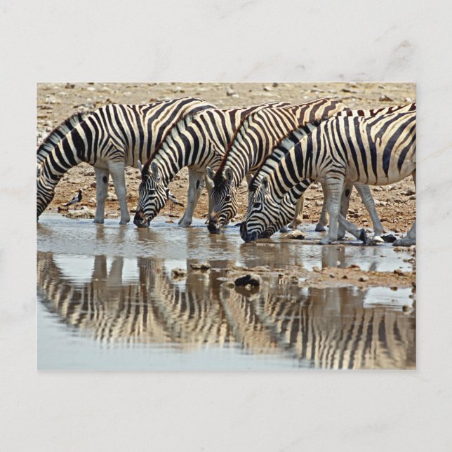 Africa, Namibia, Etosha NP. Burchell's Zebra Postcard (Front)