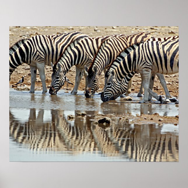 Africa, Namibia, Etosha NP. Burchell's Zebra Poster (Front)