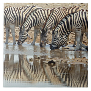 Africa, Namibia, Etosha NP. Burchell's Zebra Tile