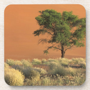 Africa, Namibia, Namib National Park, Sossusvlei Coaster