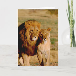 Africa, Namibia, Okonjima. Lion & lioness Card