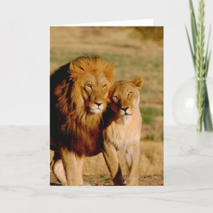 Africa, Namibia, Okonjima. Lion & lioness Card
