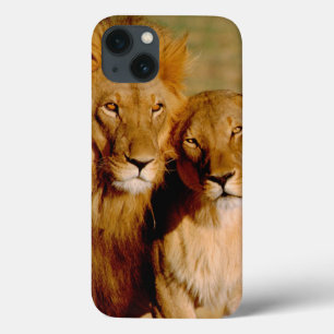 Africa, Namibia, Okonjima. Lion & lioness iPhone 13 Case