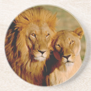 Africa, Namibia, Okonjima. Lion & lioness Coaster
