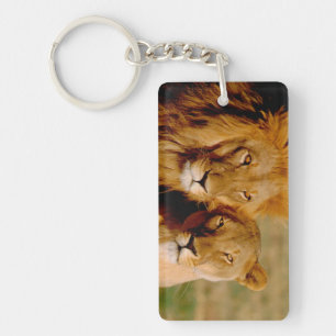 Africa, Namibia, Okonjima. Lion & lioness Key Ring
