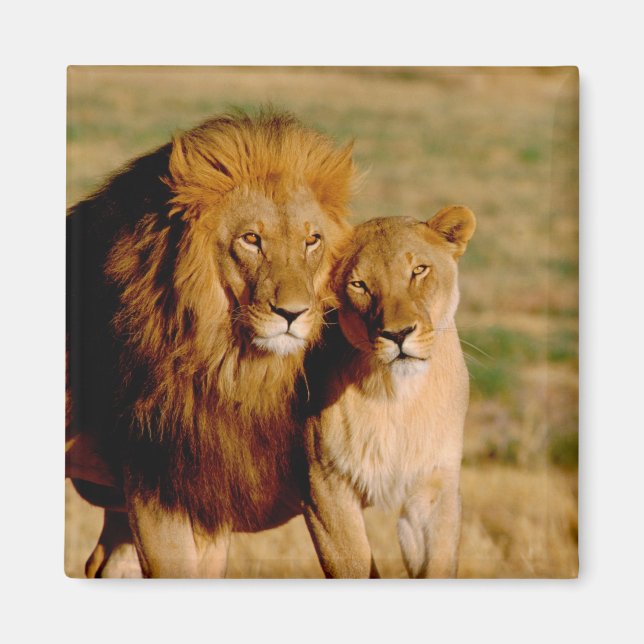 Africa, Namibia, Okonjima. Lion & lioness Magnet (Front)