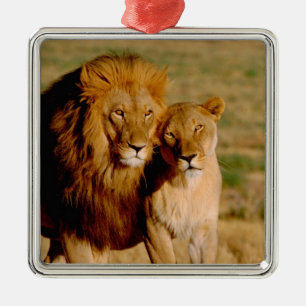 Africa, Namibia, Okonjima. Lion & lioness Metal Tree Decoration
