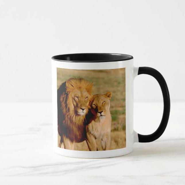 Africa, Namibia, Okonjima. Lion & lioness Mug (Right)
