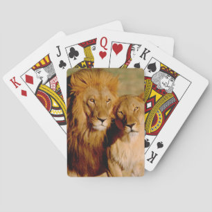 Africa, Namibia, Okonjima. Lion & lioness Playing Cards