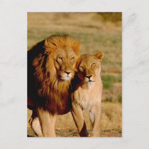 Africa, Namibia, Okonjima. Lion & lioness Postcard