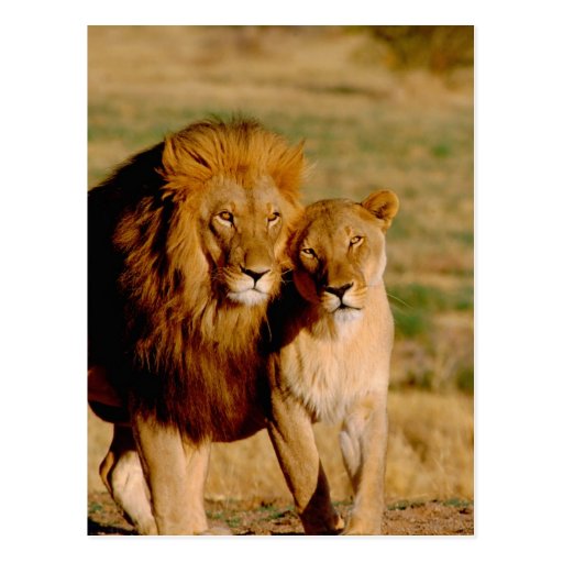 Image of Africa, Namibia, Okonjima. Lion & lioness Postcard
