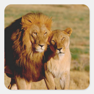 Africa, Namibia, Okonjima. Lion & lioness Square Sticker