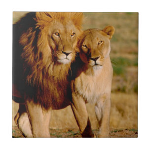Africa, Namibia, Okonjima. Lion & lioness Tile