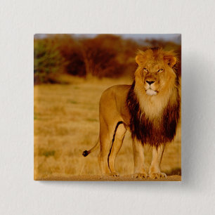 Africa, Namibia, Okonjima. Lone male lion 15 Cm Square Badge