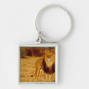 Africa, Namibia, Okonjima. Lone male lion Key Ring