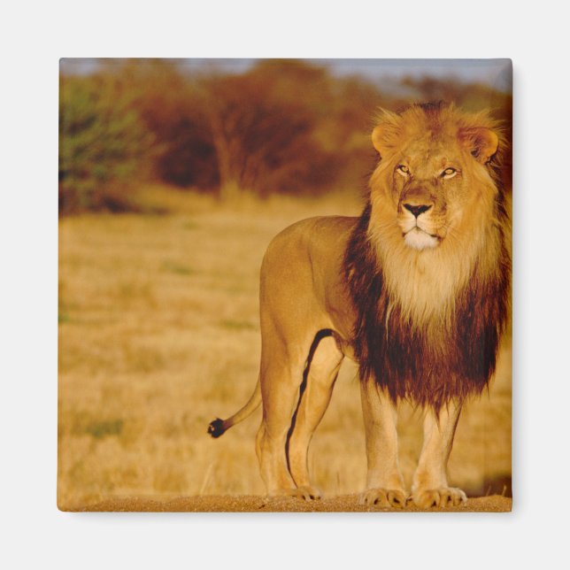 Africa, Namibia, Okonjima. Lone male lion Magnet (Front)