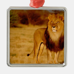 Africa, Namibia, Okonjima. Lone male lion Metal Tree Decoration