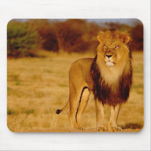 Africa, Namibia, Okonjima. Lone male lion Mouse Mat