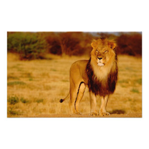 Africa, Namibia, Okonjima. Lone male lion Photo Print