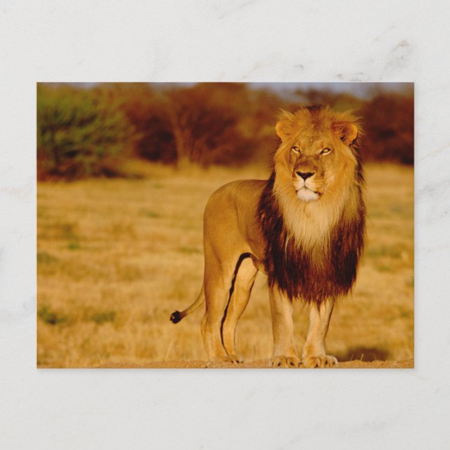 Africa, Namibia, Okonjima. Lone male lion Postcard (Front)
