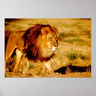 Africa, Namibia, Okonjima. Lone male lion. Poster