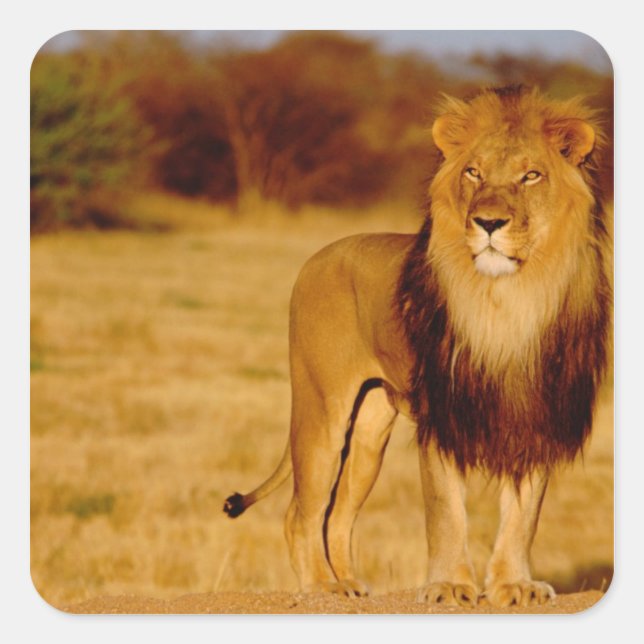 Africa, Namibia, Okonjima. Lone male lion Square Sticker (Front)