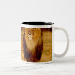 Africa, Namibia, Okonjima. Lone male lion Two-Tone Coffee Mug