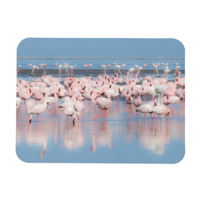 Africa, Namibia, Walvis Bay Magnet (Horizontal)