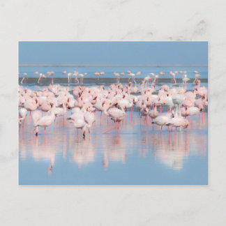 Africa, Namibia, Walvis Bay Postcard