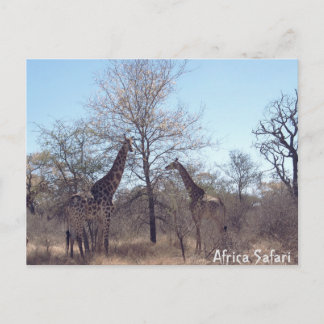 Africa Safari  Postcard