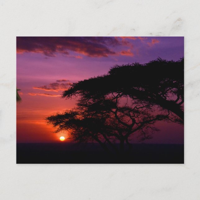 AFRICA: Serengeti Sunset Postcard (Front)