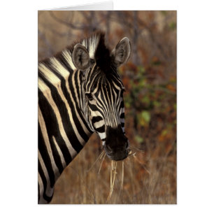 Africa, South Africa, Kruger NP Zebra portrait