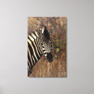 Africa, South Africa, Kruger NP Zebra portrait Canvas Print