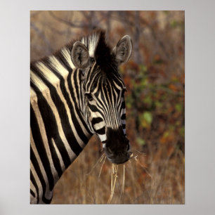 Africa, South Africa, Kruger NP Zebra portrait Poster