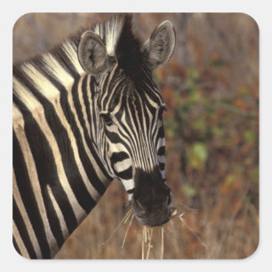 Africa, South Africa, Kruger NP Zebra portrait Square Sticker