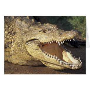 Africa, South Africa Nile crocodile