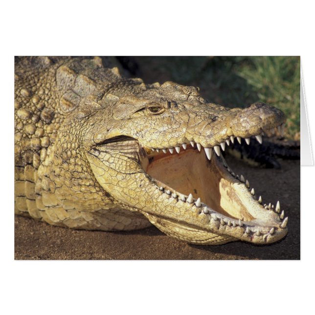 Africa, South Africa Nile crocodile (Front Horizontal)