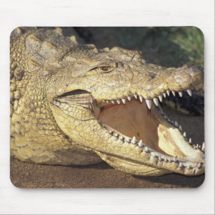 Africa, South Africa Nile crocodile Mouse Mat