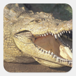 Africa, South Africa Nile crocodile Square Sticker