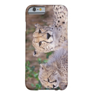 Africa, South Africa, Tswalu Reserve. Cheetahs Barely There iPhone 6 Case