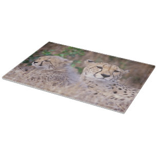 Africa, South Africa, Tswalu Reserve. Cheetahs Cutting Board
